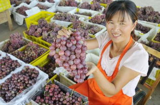 打通“最初一公里”，迈向“最后一公里” 农产品上行的核心要素与实施路径